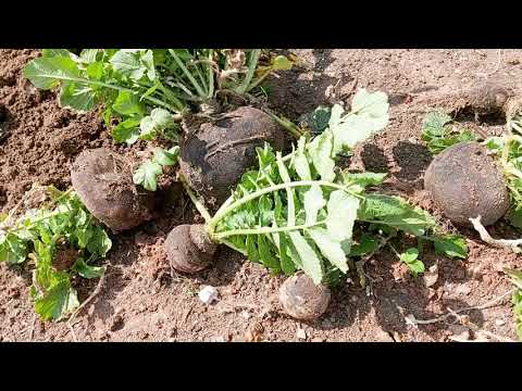 BAHÇEDE BİR GÜN MİS GİBİ TER TEMİZ HAVA
