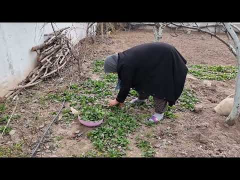 BAHÇEMİZDEN ISBANAK TOPLADIK BABAM KEDİLERİ ÖDÜLLENDİRDİ