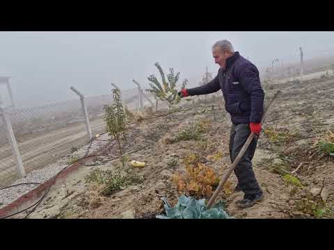 TURP HASATIMIZ BAHÇE TEMİZLİĞİ LAHANALARIN SON HALİ