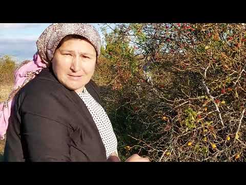 DOĞADAN KUŞ BURNU TOPLAMA YILAN VAR DİYE BABAMI KORKUTUM
