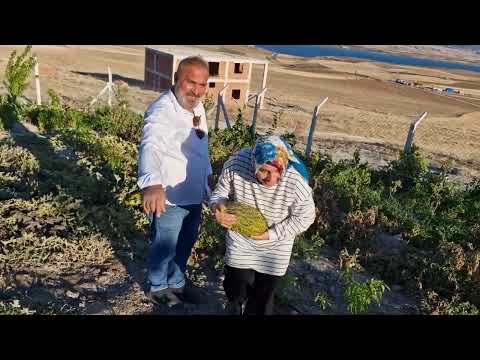 MİSAFİRLERİMİZ GELDİ BAHÇEDEYİZ HATİCE HANIM NELER YAPIYOR