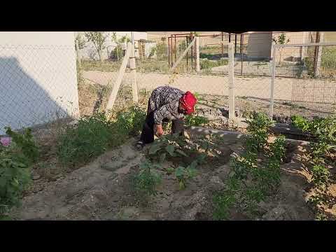 BAHÇEMİZİ ÇORUMA GİTMEDEN SULAYALIM DEDİK AKŞAM VAKTİ
