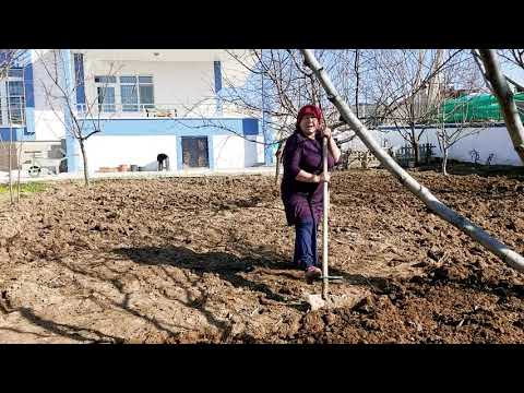 KÖYDE YAŞAM BAHÇEYİ BELİYORUZ KÜMESİMİZDEKİ YUMURTALAR