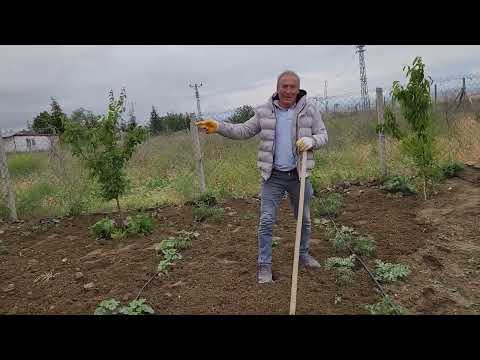 BAHÇEDE ÇAPALAMA DOĞAL GÜRELEME VE AĞAÇLARIMIZI SULADIK