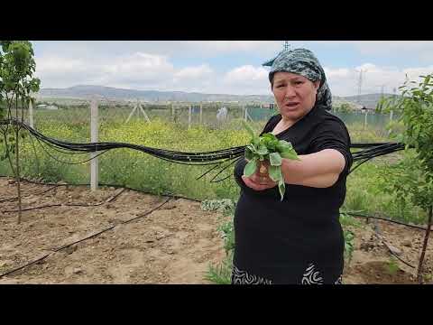 GÜL HASATI LAHANA FİDELERİ EKTİK BAH İŞLERİ BİTMİYOR