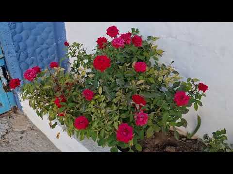 ANNEM KARA KEÇİ GİBİ BU GÜN ASMALARI BUDADI ISPANAK EKTİ