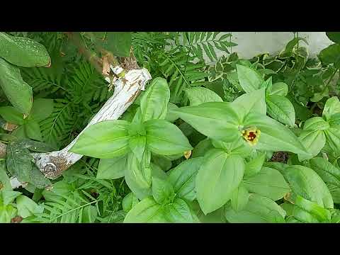 ÇOK GÜZEL BAHÇE VE TAVUKLARIMIZ VE BEREKETİ VLOG