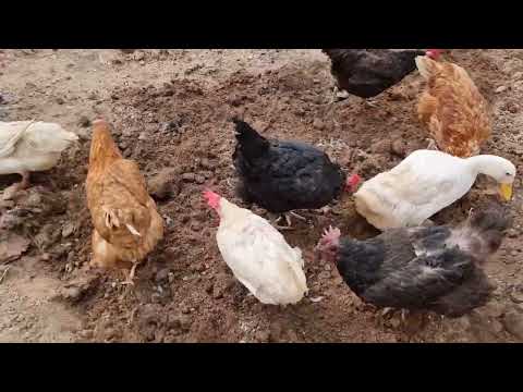 DOĞAL KÖY YAŞAMI BAKALIM NELER YAPILIYOR