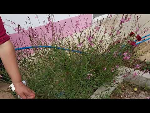 BAHÇEMİZDE NELER VAR HATİCE HANIM NELER TOPLUYOR