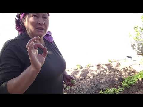 KÖYDE YAŞAM SABAH RUTİNİMİZ BAHÇEYİ GEZMEK TAVUKLAR