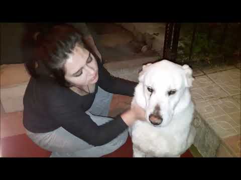 Bilin Bakalım Bu Köpek Nerden Geldi