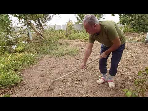 KIŞLIK ISPANAK TERE MOR KIVIRCIK VE DEREOTU EKTİK PATRON