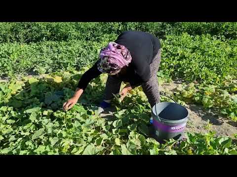 SABAH BAHÇE HASATIMIZ TAZE TAZE SEBZELER