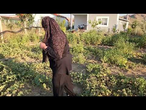 HATİCE HANIM BAHÇEDE HASATA BAŞLADI BAKALIM NELER OLMUŞ