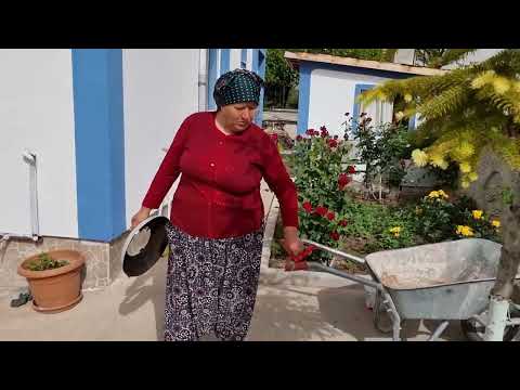 BU GÜN NELER YAPIYORUZ VE TAVUKLAR