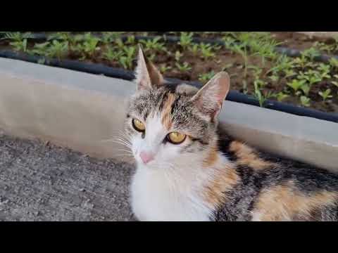 YAYLA ÇORBASI YAPTIM VE BAHÇEDE NELER YAPIYORUZ
