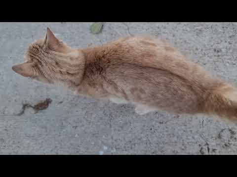 TAMİRAT VLOG DUMAN TRİP YAPIYOR