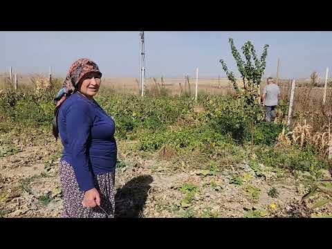 PATATESLERİMİZİ SÖKTÜK VERİM DÜŞÜK AMA GÜZEL
