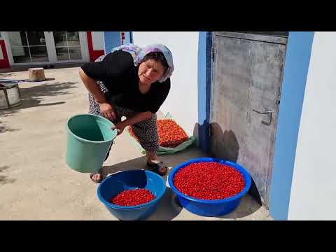 KIZILCIKLARIMI AYIKLADIM REÇEL YAPMAK İÇİN ÇEKİRDEKLERİNİ