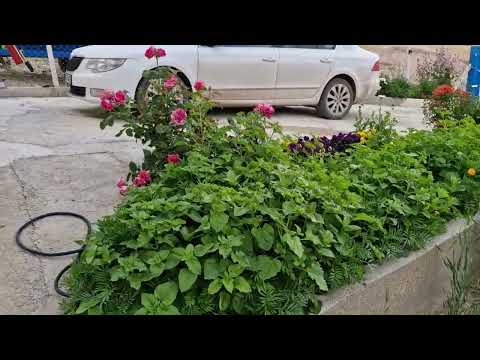 KÖYDE YAŞAM YENİ GÜLLERİMİZİ DİKTİK BAHÇEMİZ GÜZELLEŞİYOR