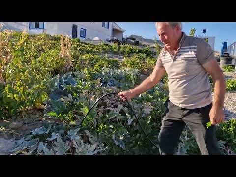 BAHÇEMİZİ ÖZLEMİŞİZ AKŞAM AKŞAM İÇİNDEYİZ MİNİ HASATIMIZ VE