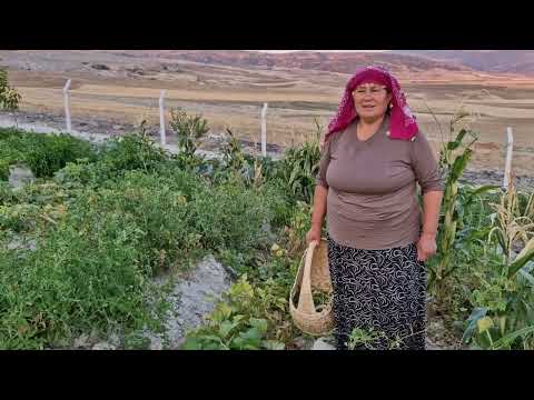 BAHÇEMİZDE TAZE FASULYE HASATI PEK İYİ DEĞİL HATİCE HANIM
