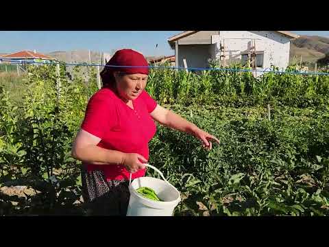 AKŞAM AKŞAM BİBER TOPLUYORUZ BİR TÜRLÜ BAHÇEDEN ÇIKMIYOR