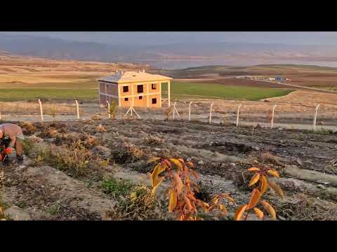 AKŞAM AKŞAM ÇALIŞMALARIMIZ SEVİMLİ TAVUKLARIMIZ VE TEMİZLİK