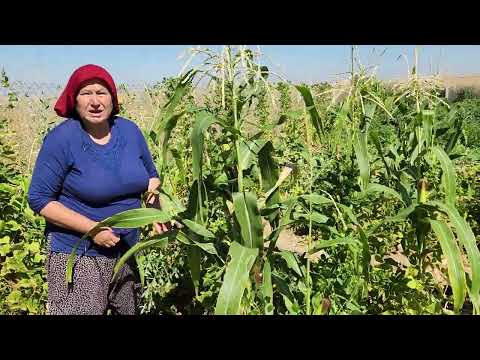 BAHÇE TURU SABAH YENİ GELİŞMELER VARMI