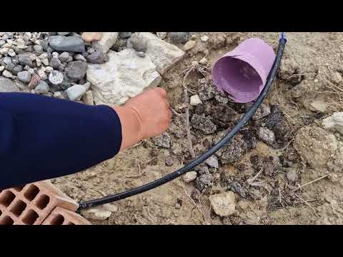 HATİCE HANIMIN HABERSİZ EKMİŞ OLDUĞU FİDE TOHUMLARIMIZ