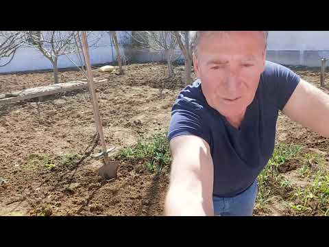 BAHÇEMİZİ DÜZENLİYORUZ HEMDE TOHUMLARIMIZI EKTİK