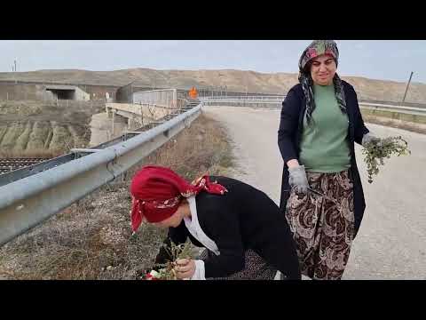 KOMŞULARLA OT TOPLAMAYA GİTTİK BU OTUN ADINI BİLEN VARMI