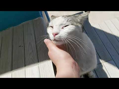 KEDİMİZ DUMANIN UFAK UCUZ KAZASI ÇOK KORKTUK