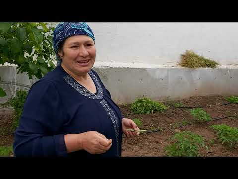 YAGMUR SONRASI BAHÇEMİZİN SON DURUMU VLOG