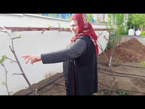 DOĞAL YEMYEŞİL MİS GİBİ HAVADA BAHÇE GEZİNTİSİ BU BAHÇEDE