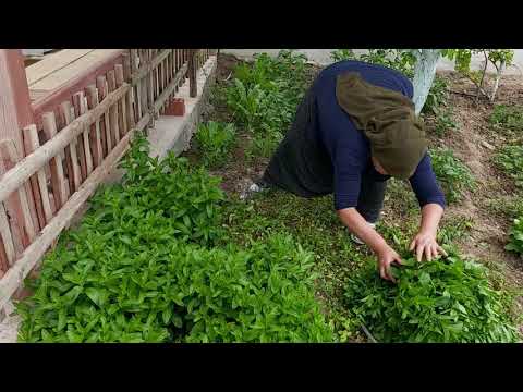 BAHÇEMDEN NANEMİ BİÇTİM VE AYIKLADIM AROMASI ÇOK GÜZEL