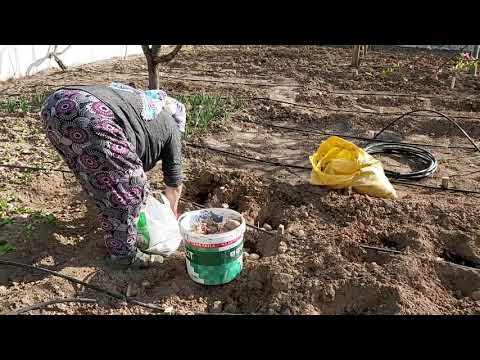 BAHÇEMİZDEN GÜNAYDIN HERKESE PATATES TOHUMU EKİYORUZ