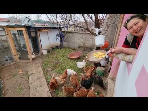 VLOG CEVİZ FİDELERİ DİKTİK VE SEVİMLİ KEDİLER