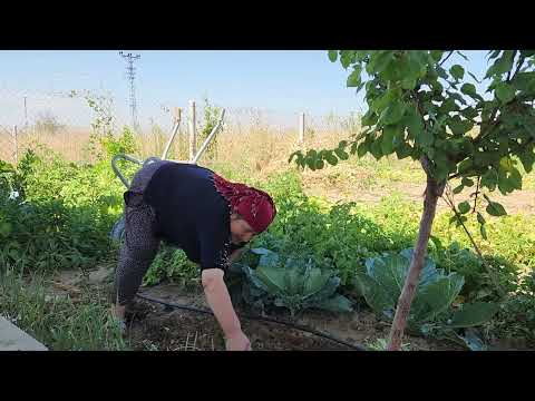KIŞLIK PIRASA FİDELEDİK HATİCE HANIMA SİNİRLEDİM