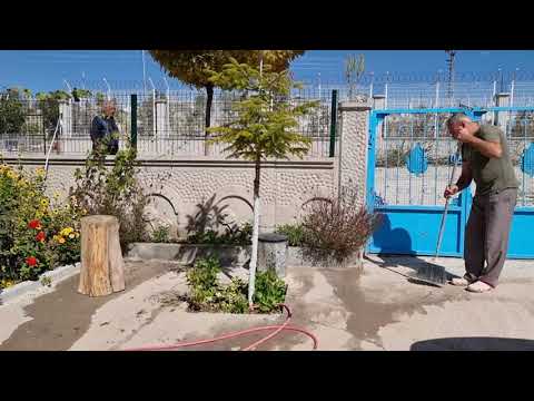 ELMADAN PEKMEZ İÇİN HAZIRLIK BAHÇE TEMİZLİĞİ YAPTIK