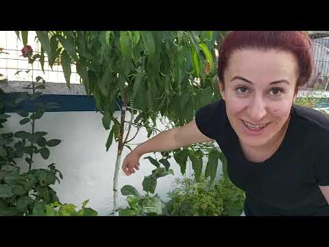 KONSERVE ŞİŞELERİ YIKADIM BAHÇE TURU ABLAMLA BERABER