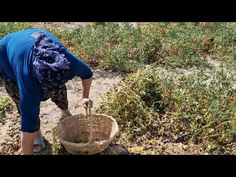 HATİCE HANIMLA BAHÇEDEYİZ KÜÇÜK HASATIMIZ