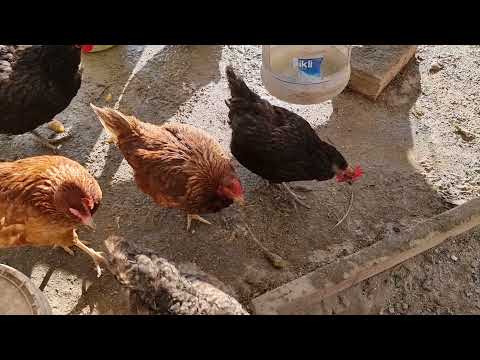 KÖYDE YAŞAM OLAĞAN İŞLER BAKALIM NELER YAPIYORUZ