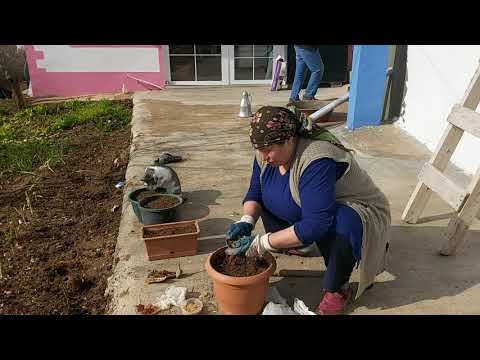 KÖYDE HAYAT YAZA HAZIRLIK YAPIYORUM TOHUMLARI EKTİK