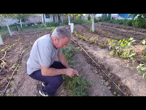 ELİF ÇAPA YAPMAYI ÖGRENİYOR BAHÇE SULAMASI VE İNEKLER VLOG