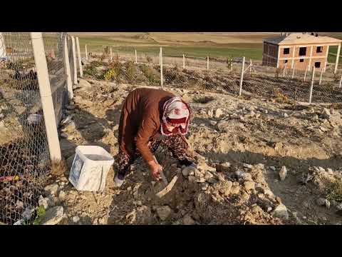 PATATES EKİMİ YAPIYORUZ KÖYDE GÜZEL YAŞAM VE DIRONE