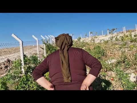 HASAT ZAMANI HATİCE HANIM BOL BOL HASAT YENİ MUTFAK TEZĞINI
