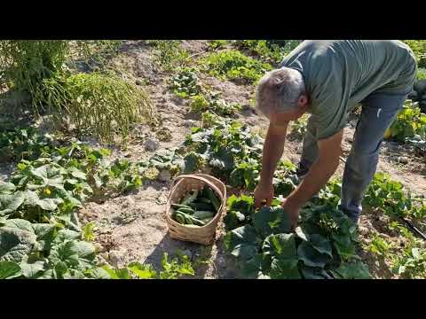 BAHÇEMİZDE HASATLARIMIZ BAŞLADI PATLICAN ACUR SALATALIK