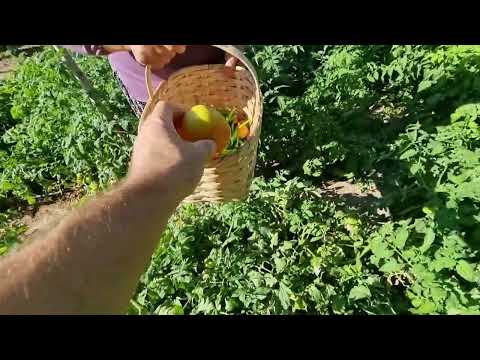 KÖY DÖNÜŞÜ BAHÇEDE HASAT ZAMANI İŞ ÇOK