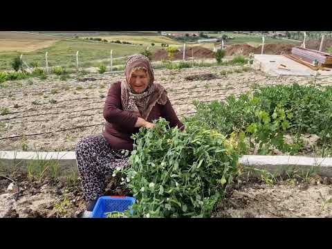 KÖYDE YAŞAM BUGÜN HASAT GÜNÜMÜZ BAHÇEMİZDEN NELER TOPLUYORUZ